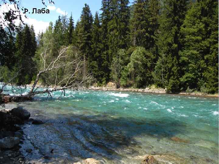 Р. Лаба 