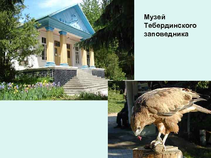 Музей Тебердинского заповедника 