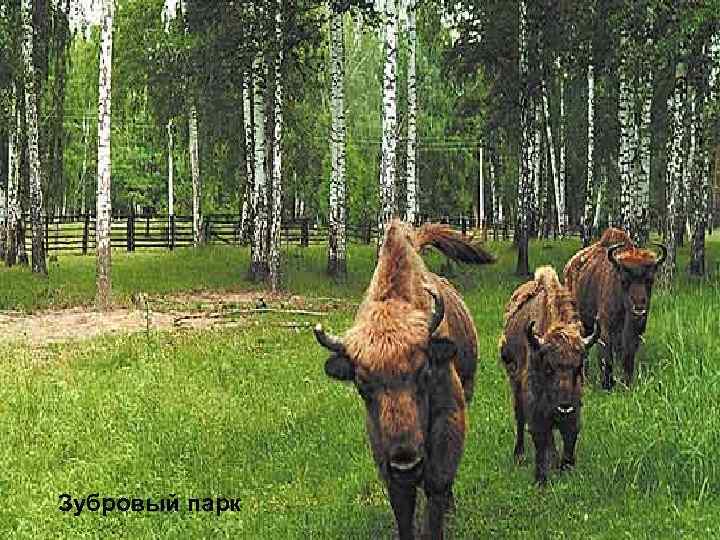Зубровый парк 