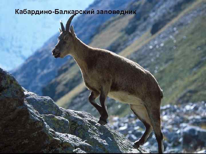Кабардино-Балкарский заповедник 