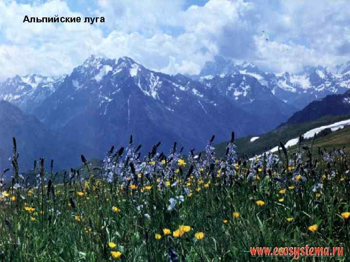 Альпийские луга 