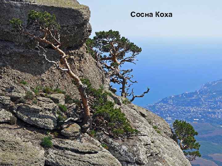 Сосна Коха 