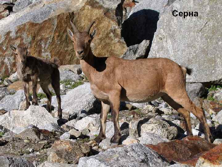 Серна 