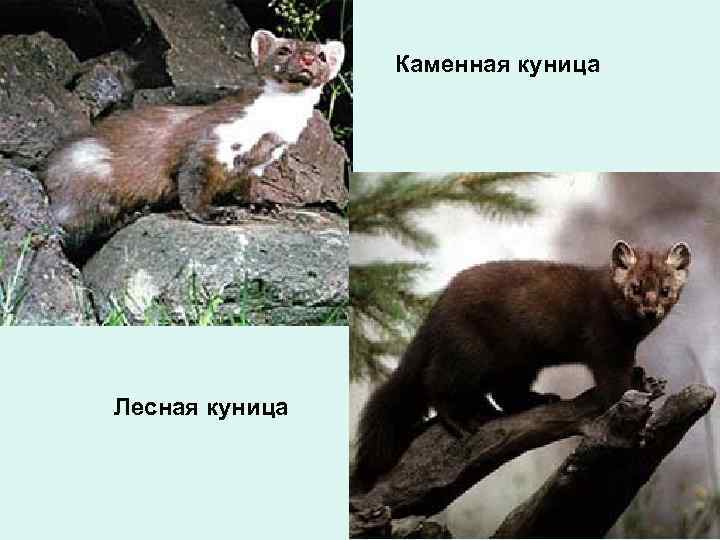 Каменная куница Лесная куница 