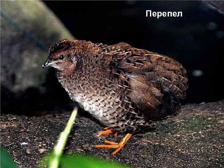 Перепел 