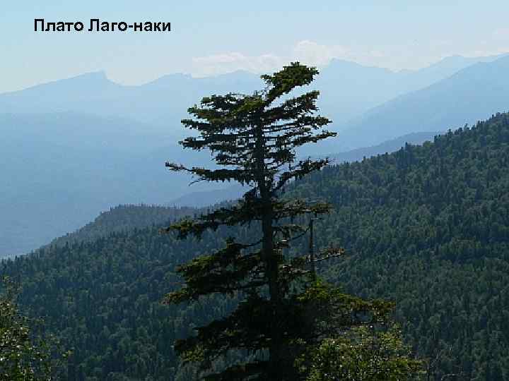 Плато Лаго-наки 