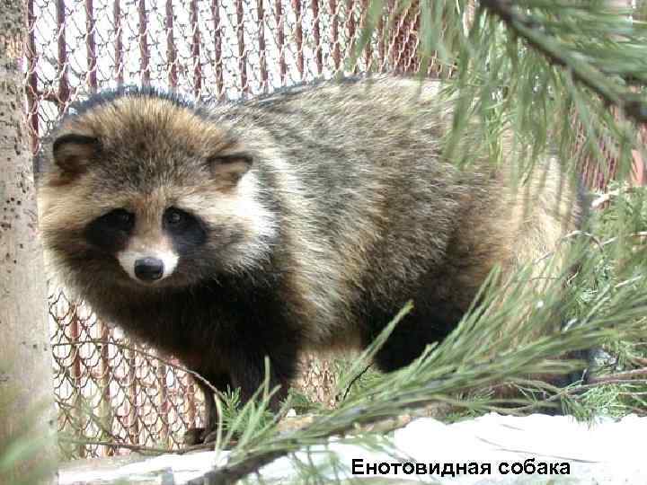 Енотовидная собака 