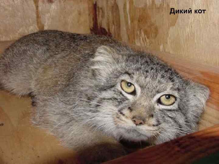 Дикий кот 