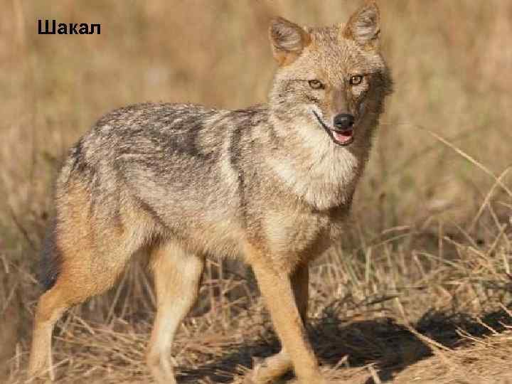 Шакал 