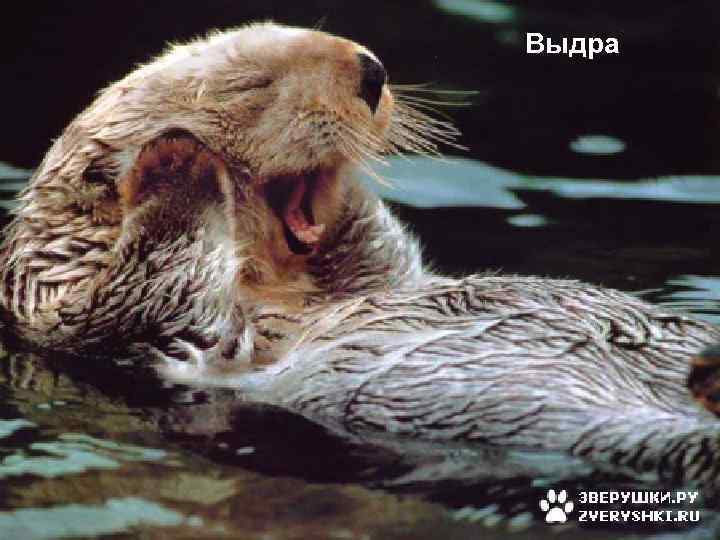 Выдра 