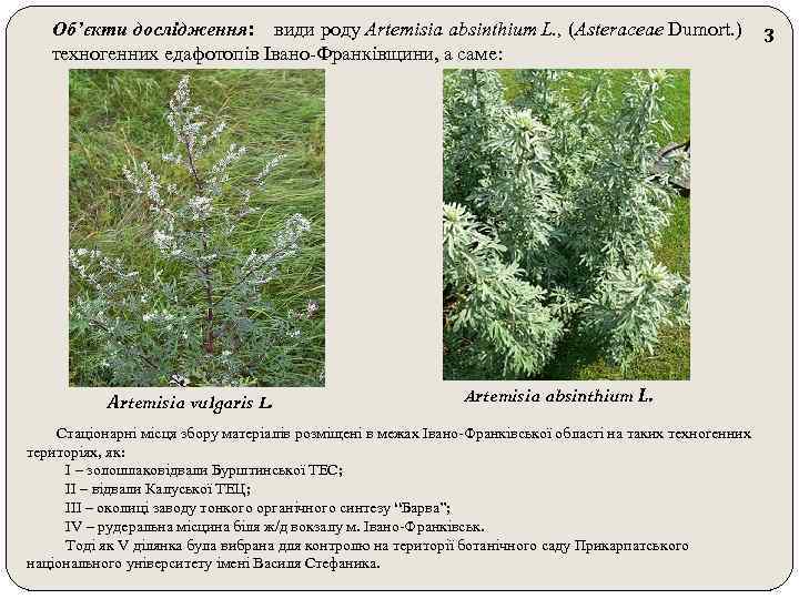 Об’єкти дослідження: види роду Artemisia absinthium L. , (Asteraceae Dumort. ) техногенних едафотопів Івано-Франківщини,