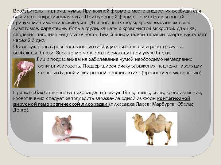 Возбудитель – палочка чумы. При кожной форме в месте внедрения возбудителя возникает некротическая язва.