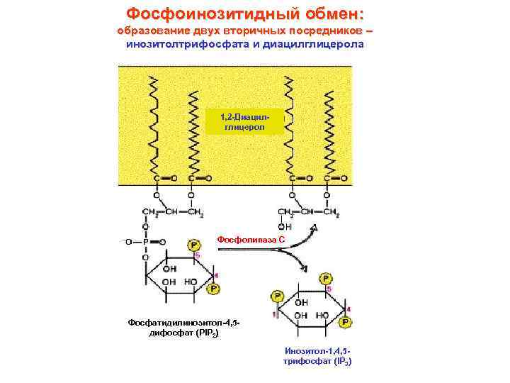 Фосфоинозитидный обмен: образование двух вторичных посредников – инозитолтрифосфата и диацилглицерола 1, 2 -Диацилглицерол Фосфолипаза