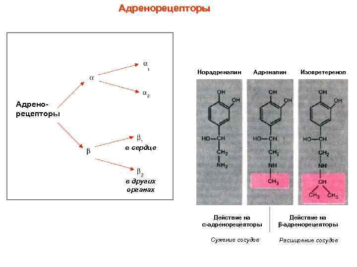 Альфа адренорецепторы. Норадреналин через β2-рецепторы. Адренорецепторы и норадреналин. Рецепторы адреналина и норадреналина. Адреналин адренергические рецепторы.