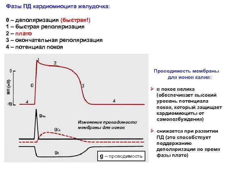 Фазы ПД кардиомиоцита желудочка: 0 – деполяризация (быстрая!) 1 – быстрая реполяризация 2 –