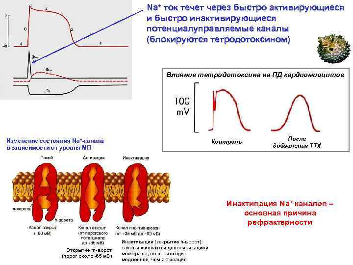 Na+ ток течет через быстро активирующиеся и быстро инактивирующиеся потенциалуправляемые каналы (блокируются тетродотоксином) Влияние