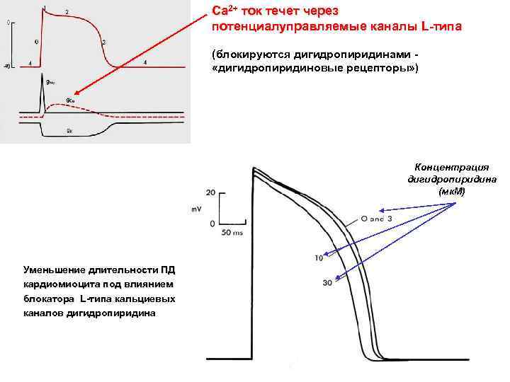 Сa 2+ ток течет через потенциалуправляемые каналы L-типа (блокируются дигидропиридинами «дигидропиридиновые рецепторы» ) Концентрация