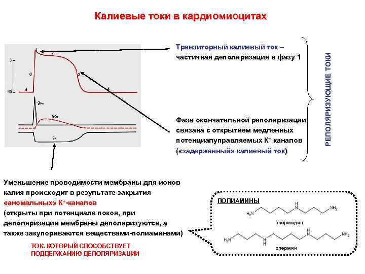 Транзиторный калиевый ток – частичная деполяризация в фазу 1 Фаза окончательной реполяризации связана с