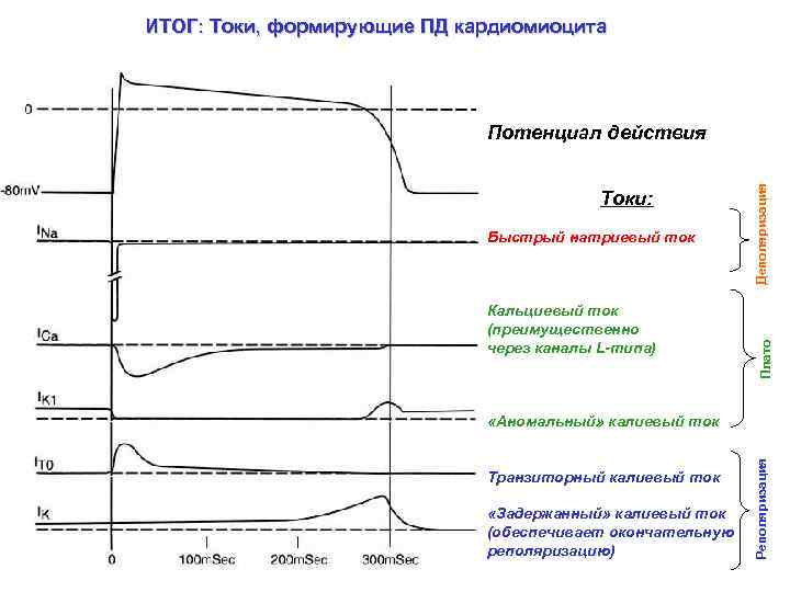 ИТОГ: Токи, формирующие ПД кардиомиоцита Быстрый натриевый ток Кальциевый ток (преимущественно через каналы L-типа)