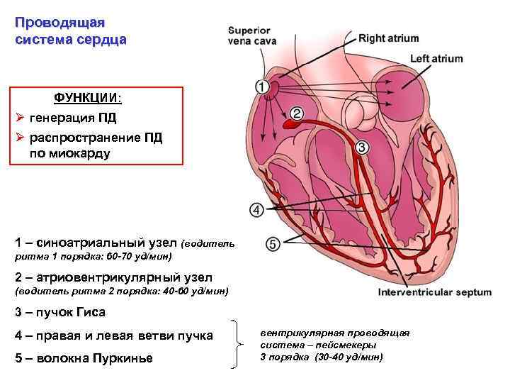 Проводящая система сердца ФУНКЦИИ: Ø генерация ПД Ø распространение ПД по миокарду 1 –