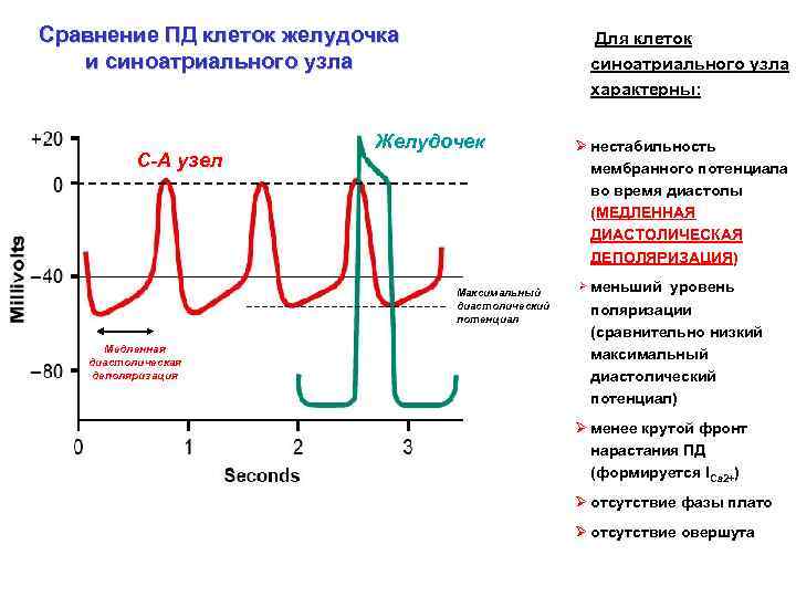 Сравнение ПД клеток желудочка и синоатриального узла С-А узел Для клеток синоатриального узла характерны: