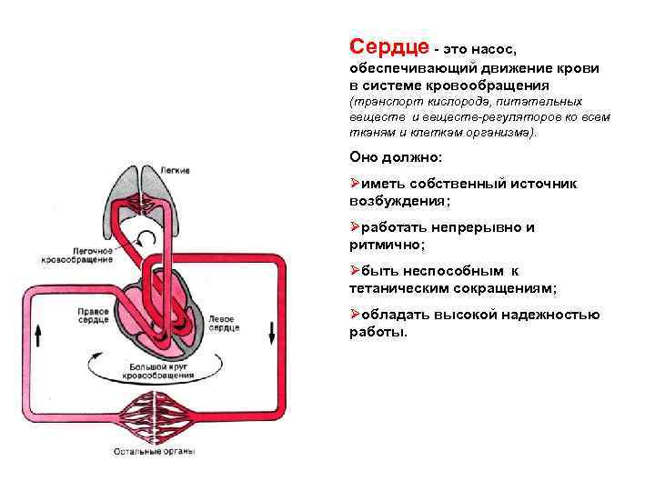 Схема электрической активности сердца является