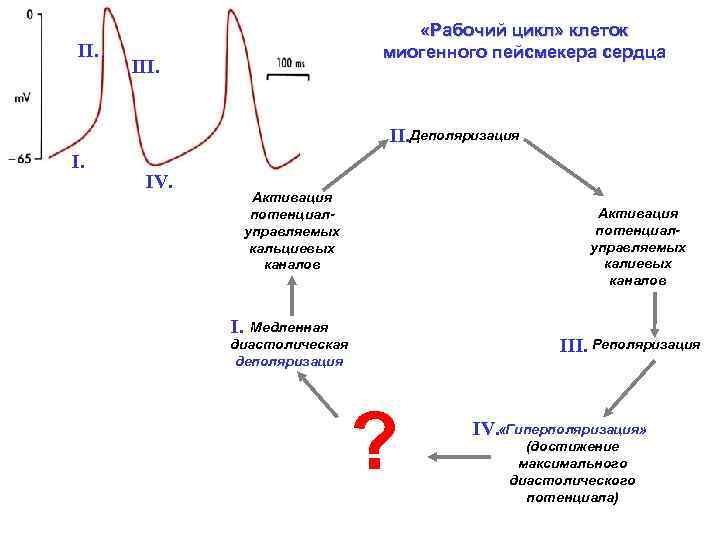 II. «Рабочий цикл» клеток миогенного пейсмекера сердца III. Деполяризация I. IV. Активация потенциалуправляемых кальциевых