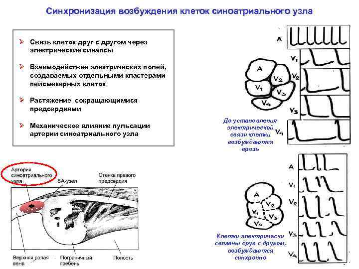 Синхронизация возбуждения клеток синоатриального узла Ø Связь клеток друг с другом через электрические синапсы