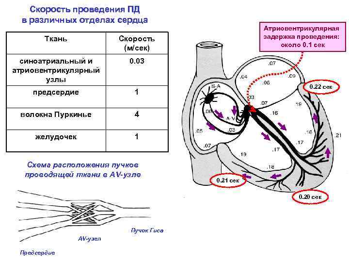 Скорость проведения ПД в различных отделах сердца Ткань Скорость (м/сек) синоатриальный и атриовентрикулярный узлы