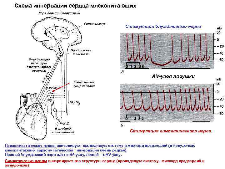 Схема иннервации сердца млекопитающих Кора больший полушарий Гипоталамус Стимуляция блуждающего нерва Продолговатый мозг Блуждающий