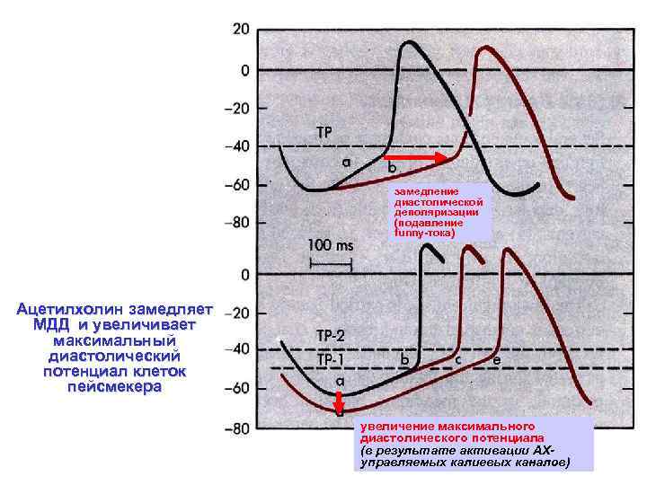 замедление диастолической деполяризации (подавление funny-тока) Ацетилхолин замедляет МДД и увеличивает максимальный диастолический потенциал клеток