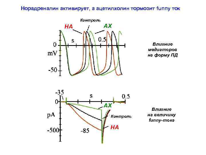 Норадреналин активирует, а ацетилхолин тормозит funny ток Контроль НА АХ Влияние медиаторов на форму