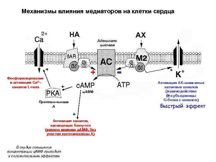 Механизмы влияния медиаторов на клетки сердца НА Аденилатциклаза + Фосфорилирование и активация Са 2+каналов