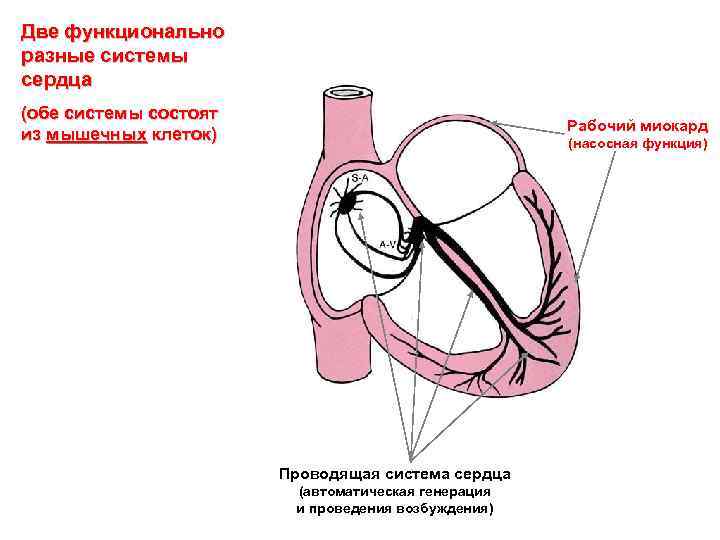 Две функционально разные системы сердца (обе системы состоят из мышечных клеток) Рабочий миокард (насосная