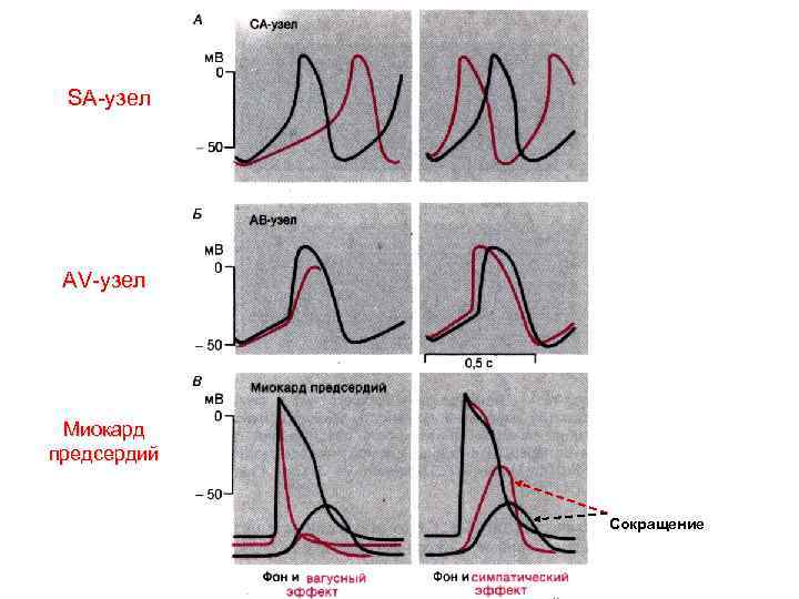 SA-узел AV-узел Миокард предсердий Сокращение 