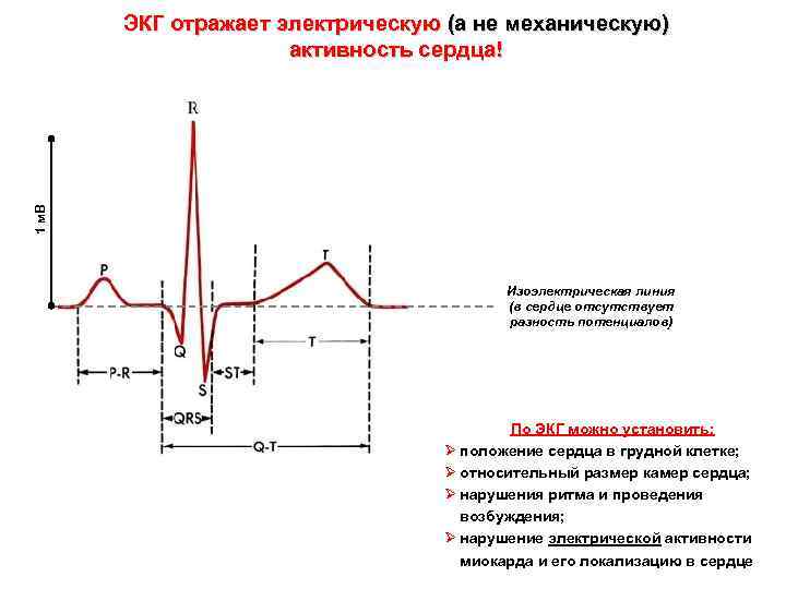1 м. В ЭКГ отражает электрическую (а не механическую) активность сердца! Изоэлектрическая линия (в