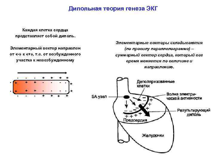 Дипольная теория генеза ЭКГ Каждая клетка сердца представляет собой диполь. Элементарный вектор направлен от