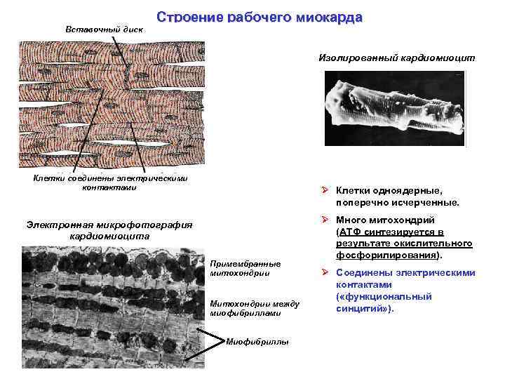 Вставочный диск Строение рабочего миокарда Изолированный кардиомиоцит Клетки соединены электрическими контактами Ø Клетки одноядерные,