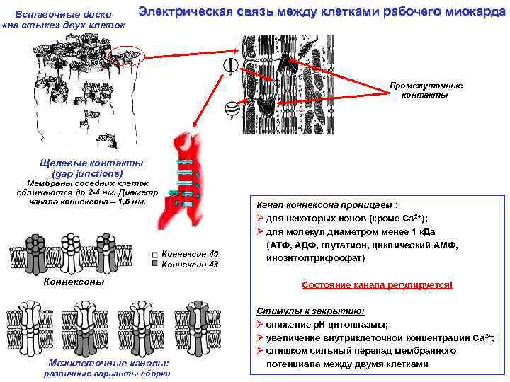 Вставочные диски «на стыке» двух клеток Электрическая связь между клетками рабочего миокарда Промежуточные контакты