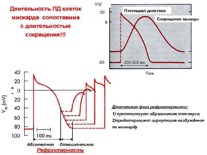 Длительность ПД клеток миокарда сопоставима с длительностью сокращения!!! m. V 30 Потенциал действия Сокращение
