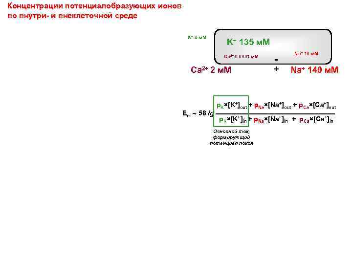 Концентрации потенциалобразующих ионов во внутри- и внеклеточной среде K+ 4 м. M K+ 135