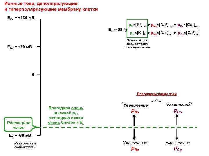 Ионные токи, деполяризующие и гиперполяризующие мембрану клетки ECa = +130 м. В Em 58