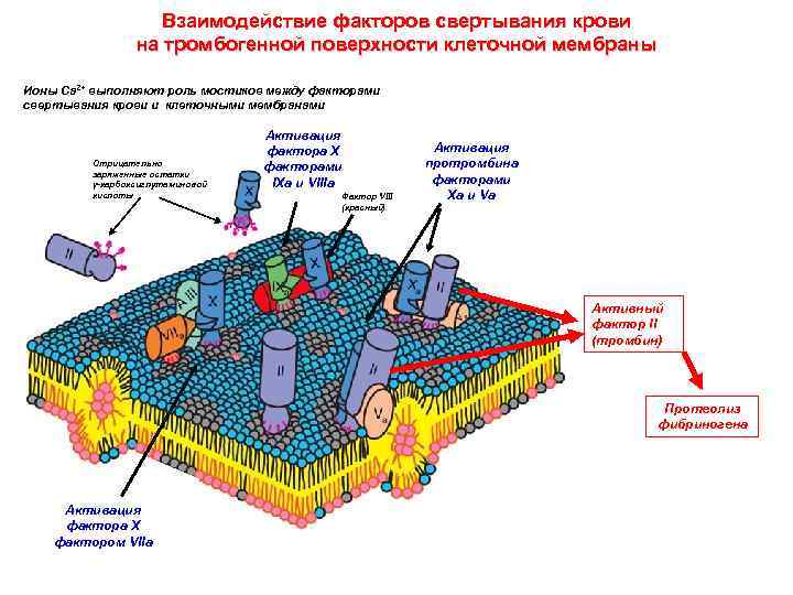 Взаимодействие факторов свертывания крови на тромбогенной поверхности клеточной мембраны Ионы Са 2+ выполняют роль