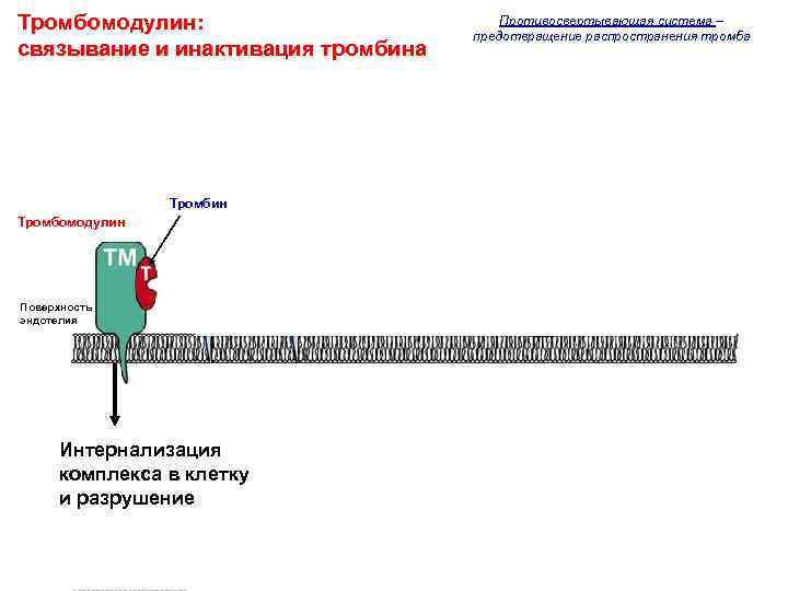 Тромбомодулин: связывание и инактивация тромбина Тромбин Тромбомодулин Поверхность эндотелия Интернализация комплекса в клетку и