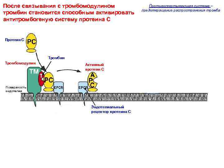После связывания с тромбомодулином тромбин становится способным активировать антитромбогеную систему протеина С Протеин С