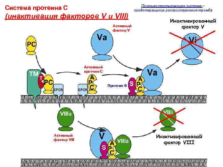 Система протеина С (инактивация факторов V и VIII) Активный фактор V Противосвертывающая система –