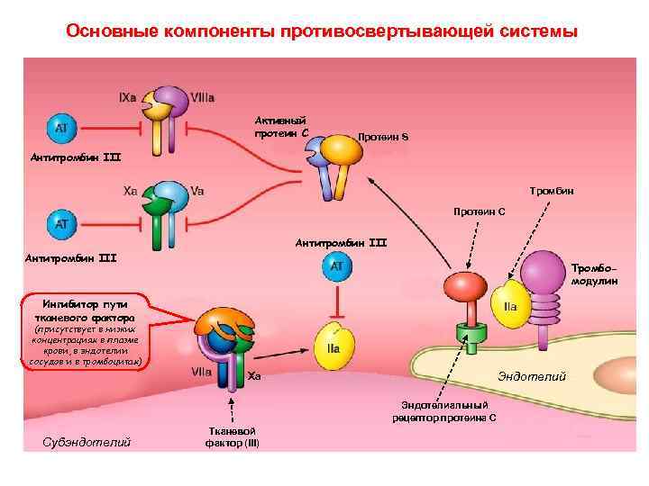 Основные компоненты противосвертывающей системы Активный протеин С Протеин S Антитромбин III Тромбин Протеин С