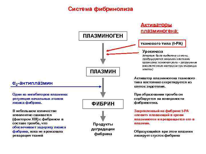 Система фибринолиза ПЛАЗМИНОГЕН Активаторы плазминогена: тканевого типа (t-PA) Урокиназа ПЛАЗМИН (впервые была выделена из