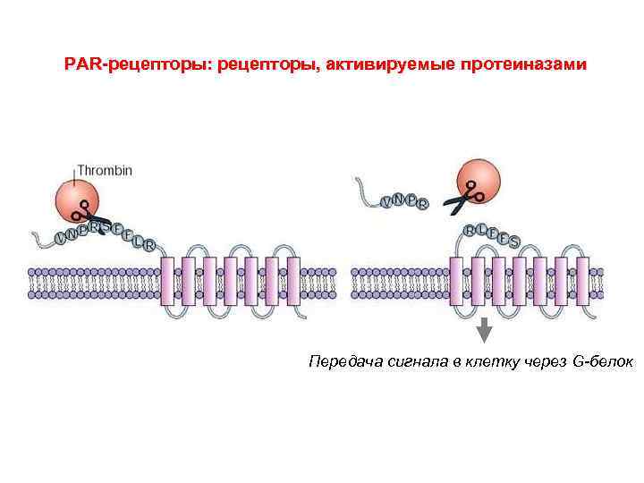 PAR-рецепторы: рецепторы, активируемые протеиназами Передача сигнала в клетку через G-белок 