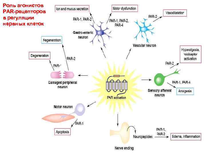 Роль агонистов PAR-рецепторов в регуляции нервных клеток 